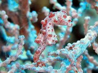 ピグミーシーホース(pygmy seahorse)