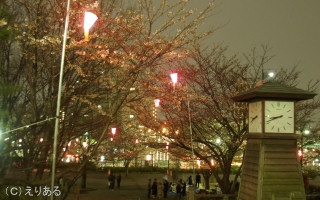 2007年飛鳥山公園の桜