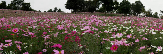 2007年国営昭和記念公園のコスモス