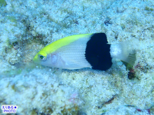 キツネベラ幼魚