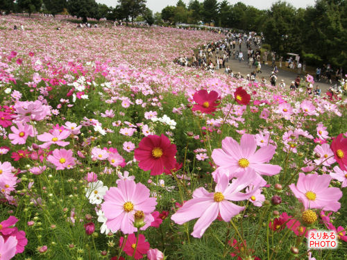 2009年国営昭和記念公園のコスモス