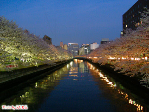 ライトアップされた大横川の桜