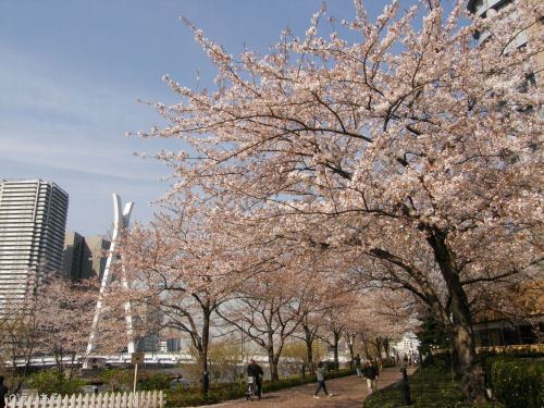 リバーシティ２１ 隅田川沿いの桜