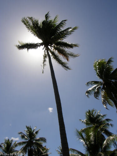 ロタ島千本椰子林