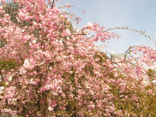 佃公園の桜