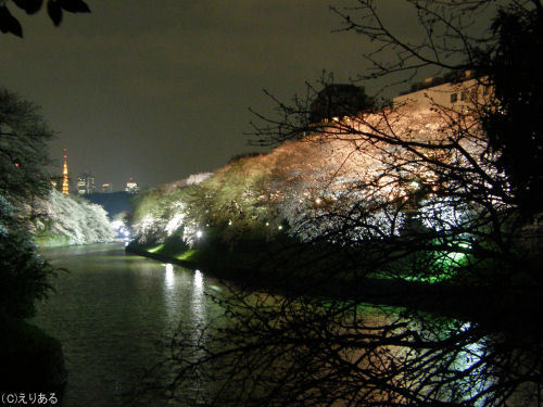 千鳥ヶ淵緑道の夜桜が光り、皇居のお堀に映える