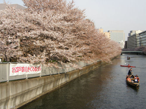 大横川の桜と和船