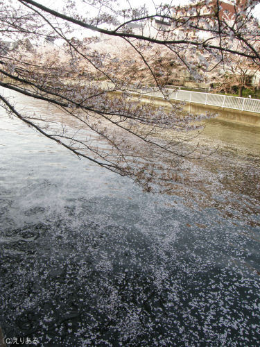 大横川の桜と水面に散った花びら