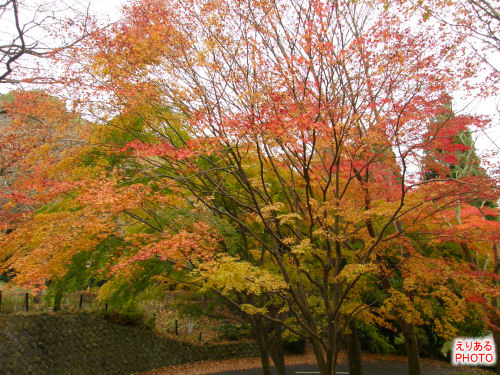 姫の沢公園の紅葉