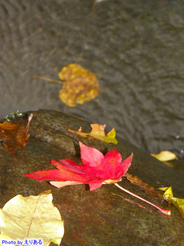 川に落ちた落ち葉