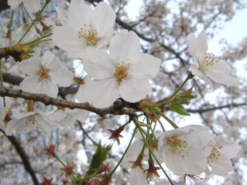 新川公園そばの桜
