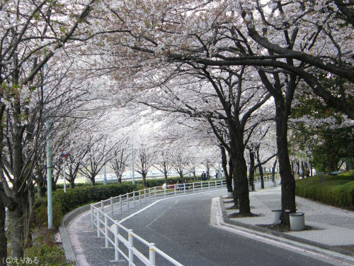新川公園そばの桜と散った桜の花びら