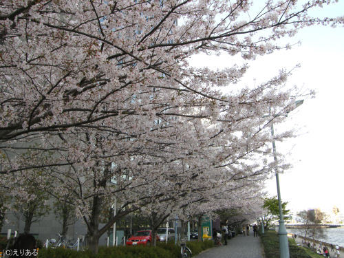 新川公園そばの桜並木