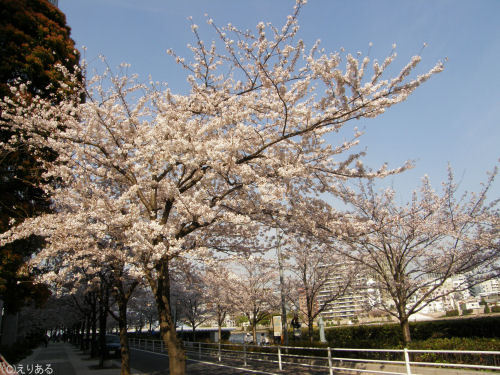 新川公園そばの桜並木