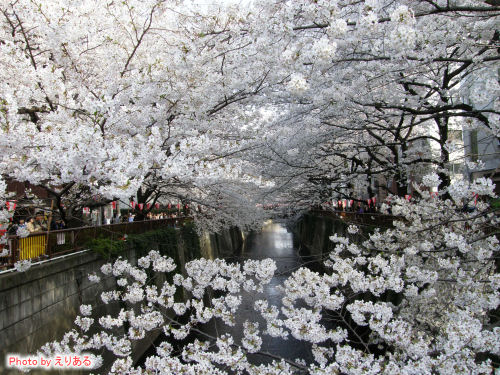目黒川の桜並木を桜橋から見る