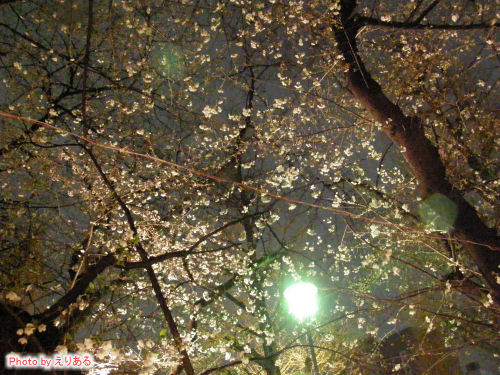 靖国神社の桜２００９