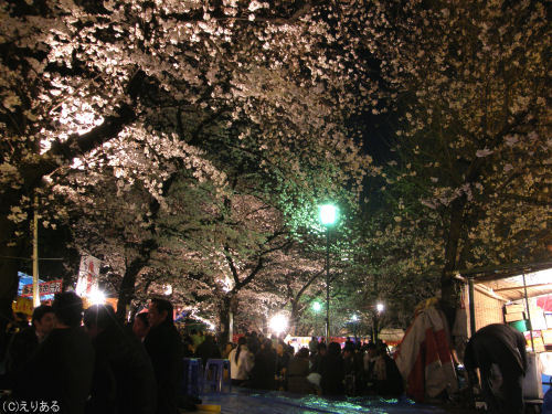 靖国神社の桜の下で宴会