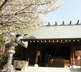 住吉神社の本殿と桜