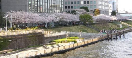 新川公園の桜並木