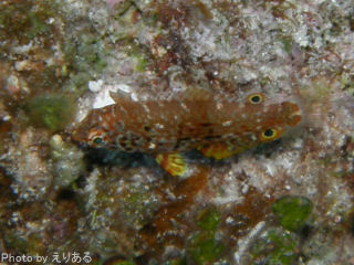 シチセンムスメベラ幼魚