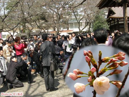 靖国神社での桜開花宣言
