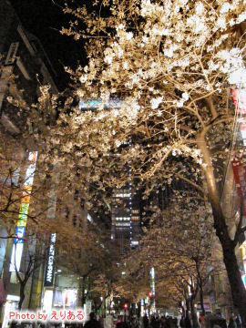 日本橋さくら通りの桜
