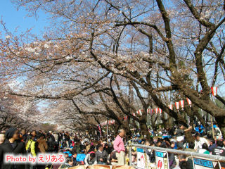 上野恩賜公園の桜と花見客