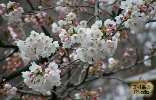 靖国神社の桜２０１０
