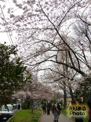外濠公園の桜