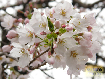 外濠公園の桜