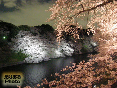 夜桜～千鳥ヶ淵緑道ライトアップ＆靖国神社　＜花２０１０＞