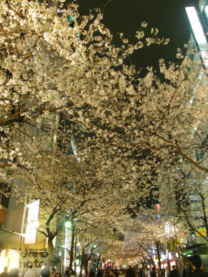 2010年八重洲さくら通りの桜