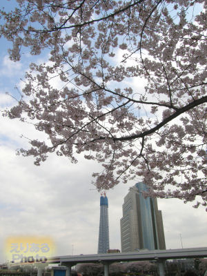 隅田公園から見た桜と東京スカイツリー