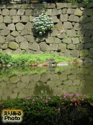 日比谷公園 心字池の石垣に咲く紫陽花