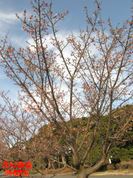皇居東御苑の寒桜