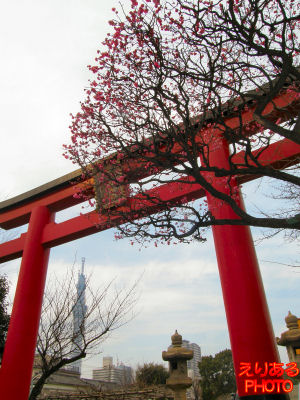 亀戸天神社 梅と東京スカイツリー