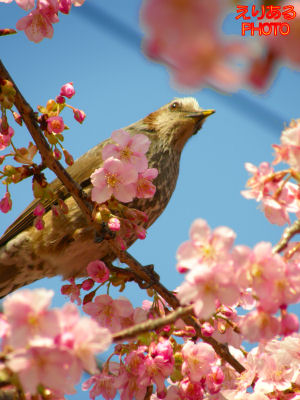 都立木場公園沿いの河津桜と鳥