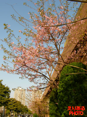 2011年のお台場の河津桜