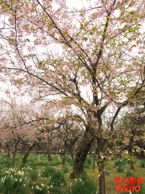 新宿御苑の河津桜