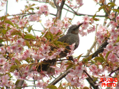 新宿御苑の河津桜と鳥