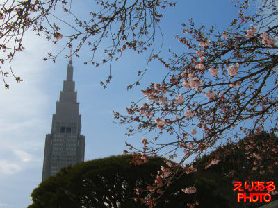新宿御苑の寒桜とNTT DoCoMo東京ビル