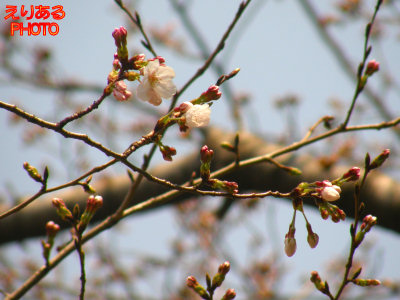 川崎駅付近の桜