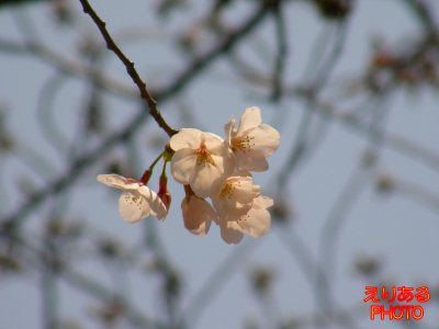 川崎駅付近の桜