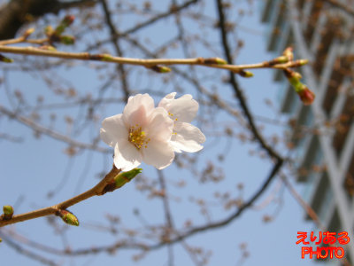 春海橋付近の豊洲の桜ソメイヨシノ