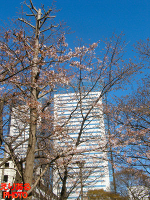 桜ソメイヨシノ＠豊洲4丁目公園