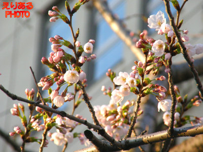 朝陽を浴びた桜ソメイヨシノ＠月島第三小学校前