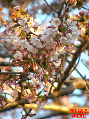 朝陽を浴びた桜ソメイヨシノ＠月島第三小学校近く