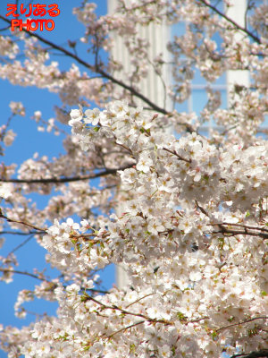 2011年八重洲さくら通りの桜