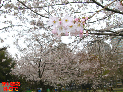 日比谷公園の桜２０１１