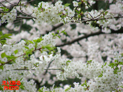 日比谷公園の桜２０１１